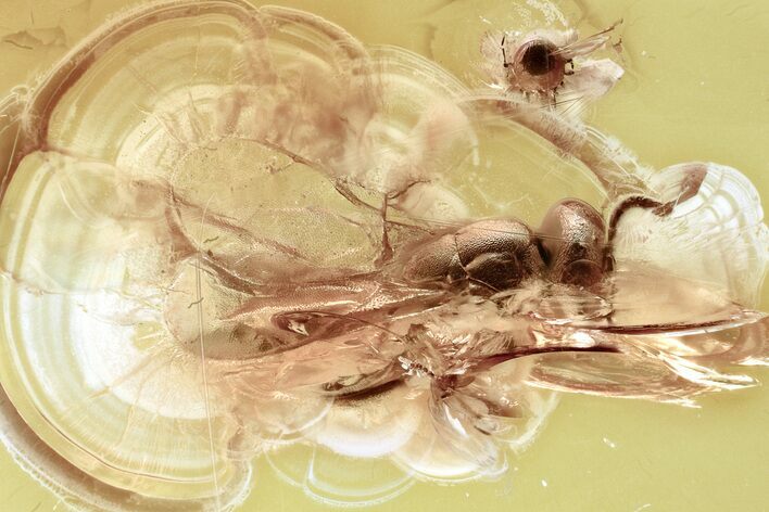 Fossil Wasp (Chalcidoidea) & Midge (Chironomidae) in Baltic Amber #328136